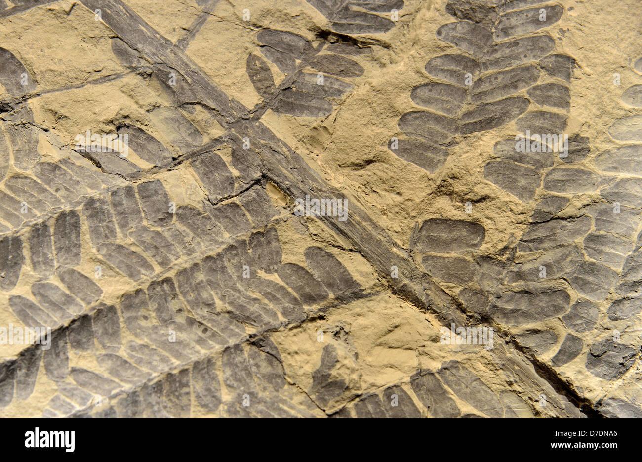 Fossil imprint of seed fern Neuropteris leaves. Carboniferous age. Stock Photo