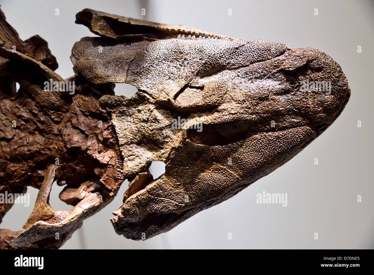 Lobe Finned Fish Fossil