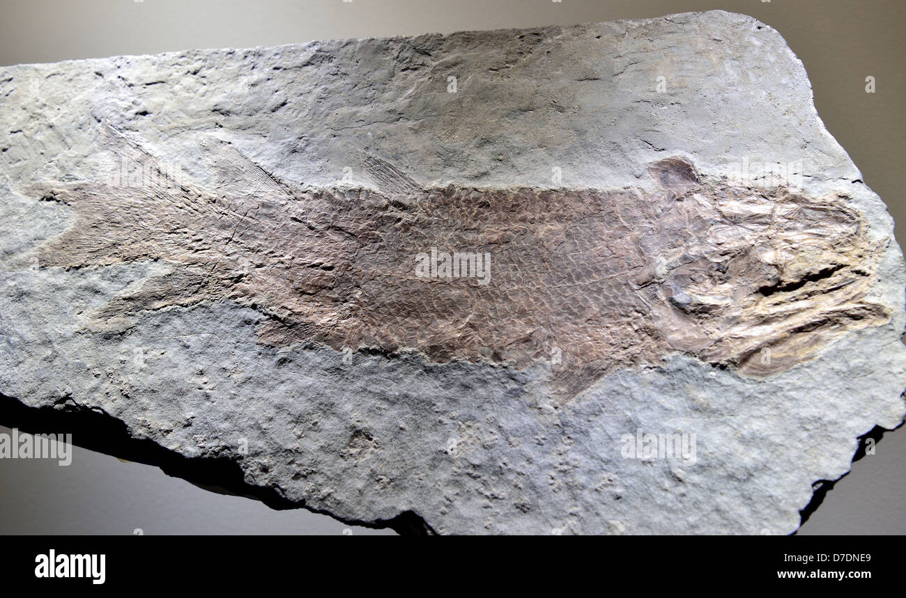 Fossil lobe-finned fish Eusthenopteron. Devonian age. Stock Photo
