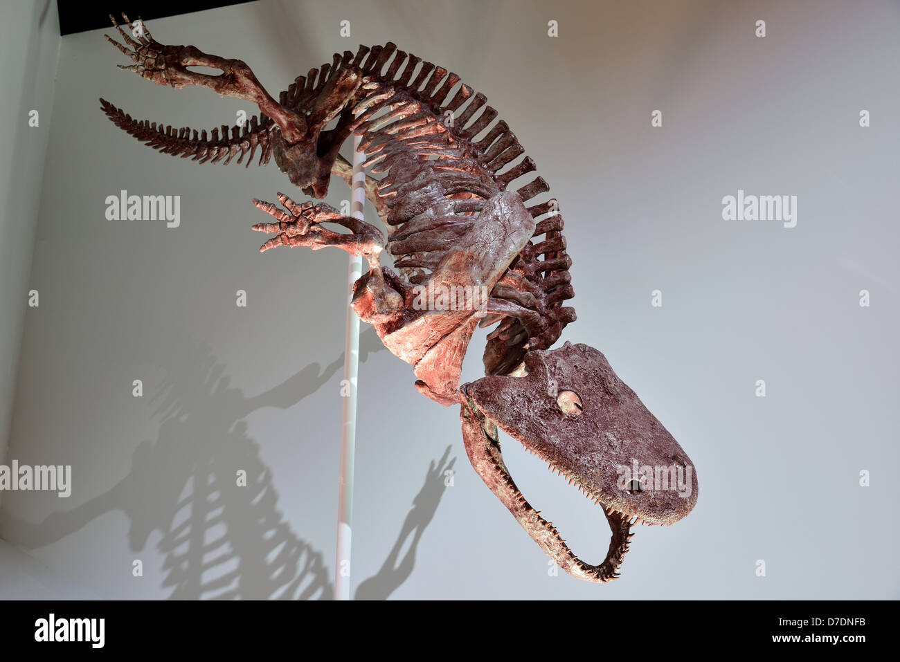 Fossil skeleton of Archegosaurus. Permian age. Stock Photo