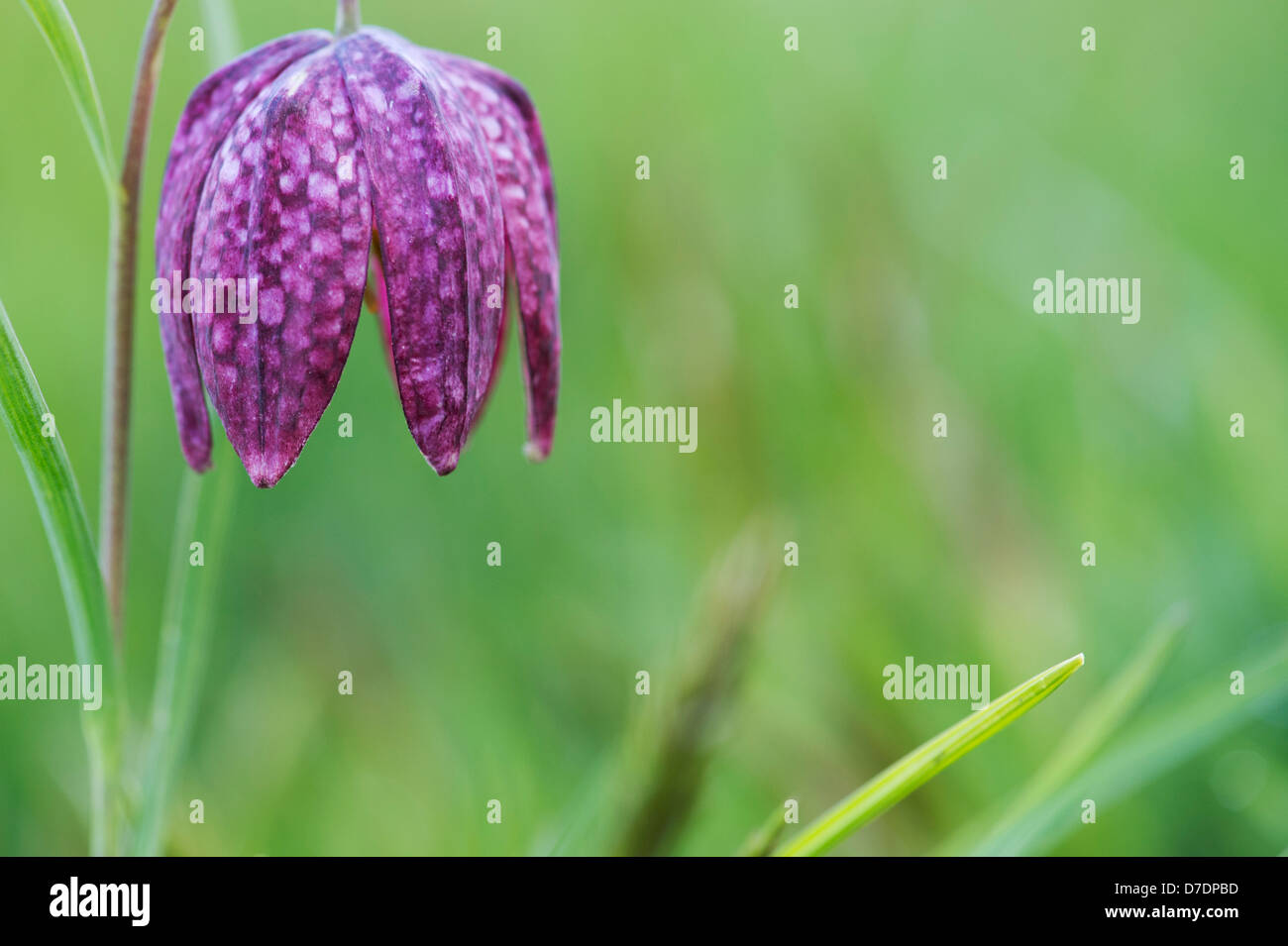 Fritillaria meleagris. Snakes head Fritillary wildflowers in the English countryside Stock Photo