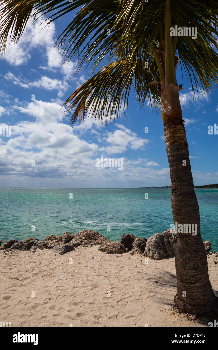 Florida Keys Beach and Palm Tree Stock Photo