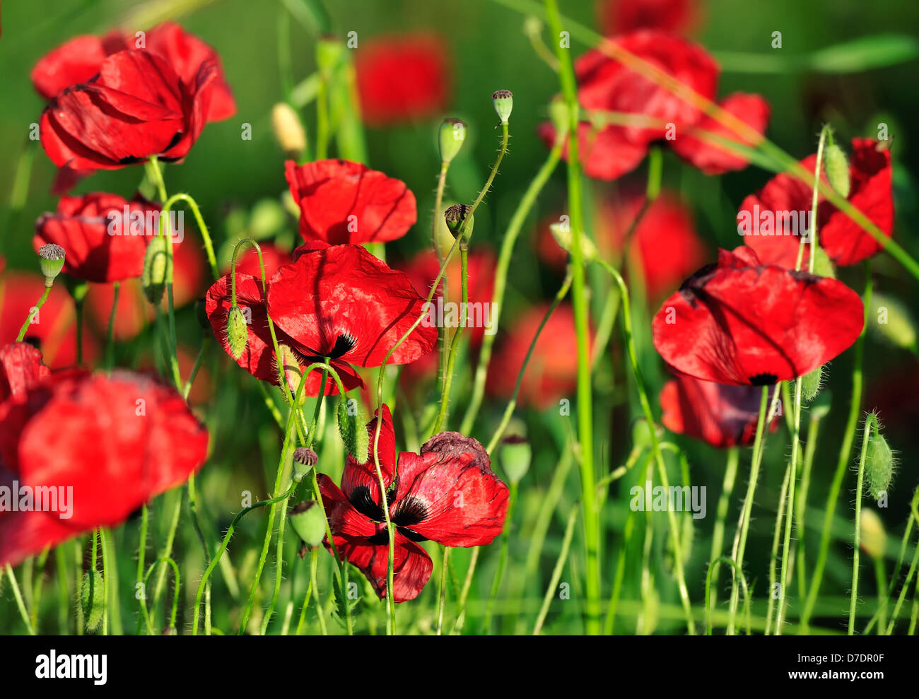 red poppy flower Stock Photo