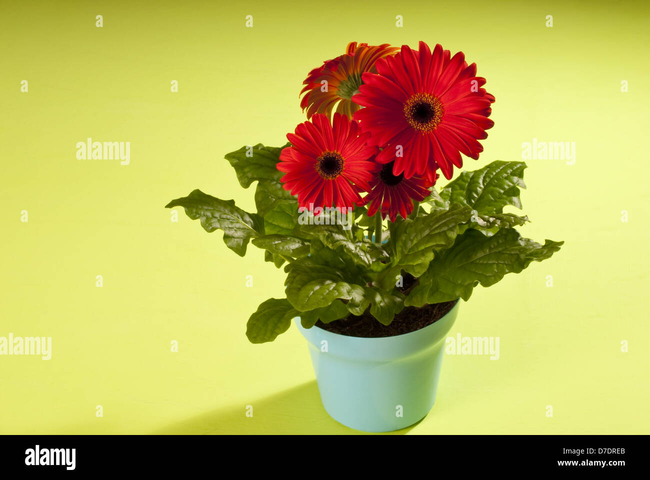 Чтобы гербера долго стояла. Чтобы гербера долго стояла. Чтобы гербера долго стояла. Герберы цветы букет. Цветы в вазе.