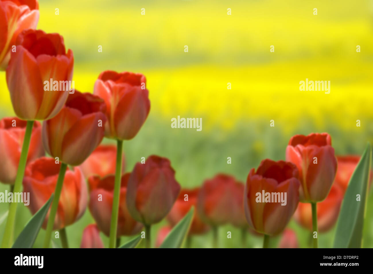 Spring garden scene red yellow hi-res stock photography and images - Alamy