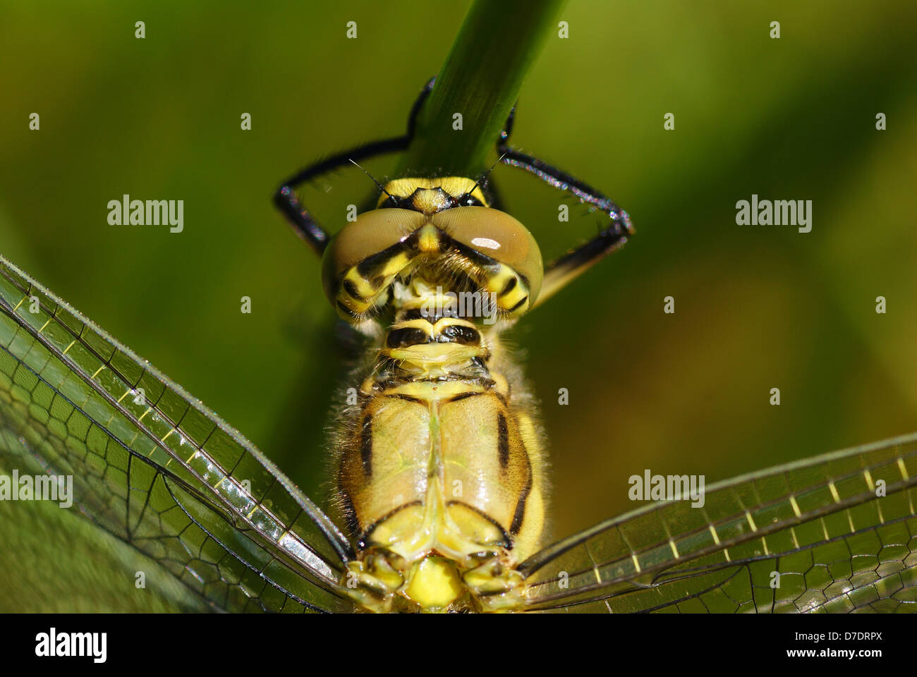 big dragonfly siting on the green grass Stock Photo - Alamy