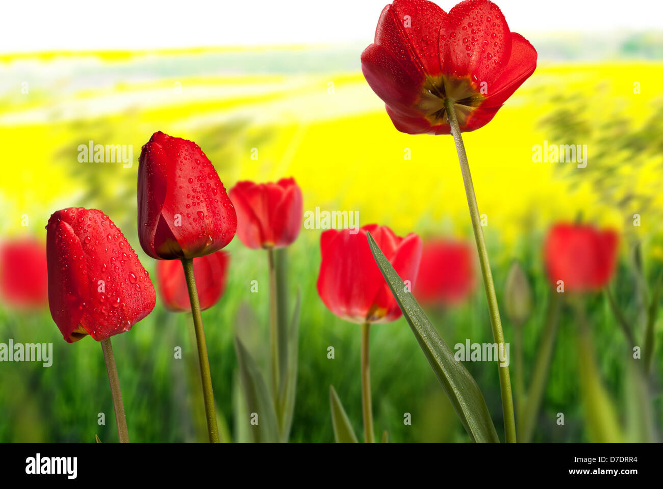 tulips in the garden Stock Photo - Alamy