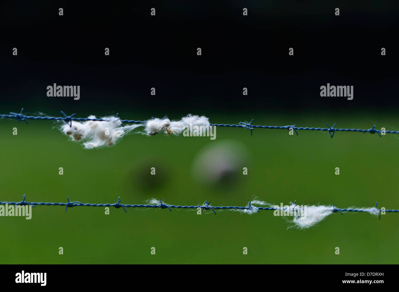 Sheep wool on barbed wire fence Stock Photo Alamy