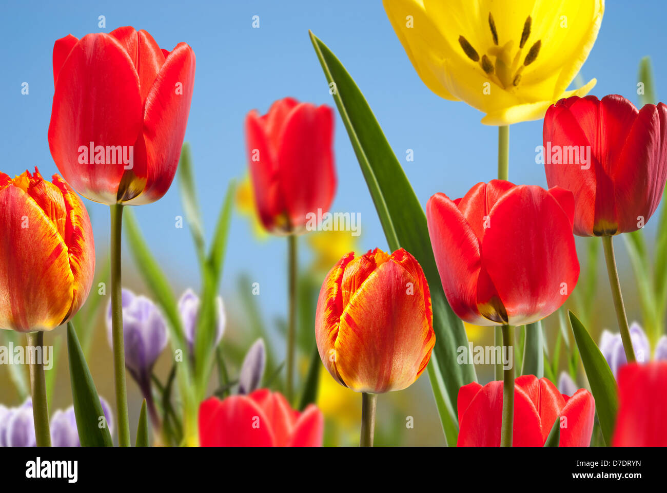 Flower garden sky hi-res stock photography and images - Alamy