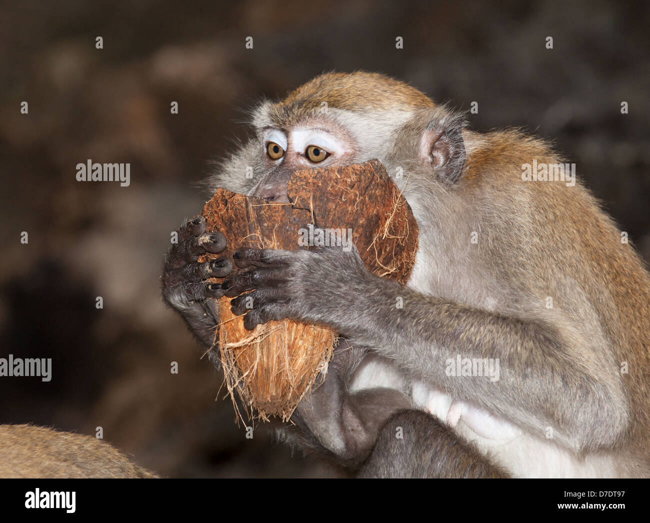 wild monkeys at the Batu cave temple Kuala Lumpur Stock Photo