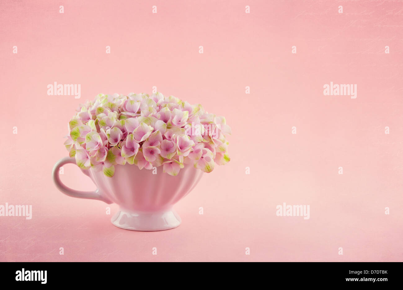 made with pastel pink Hydrangea flowers The sweet