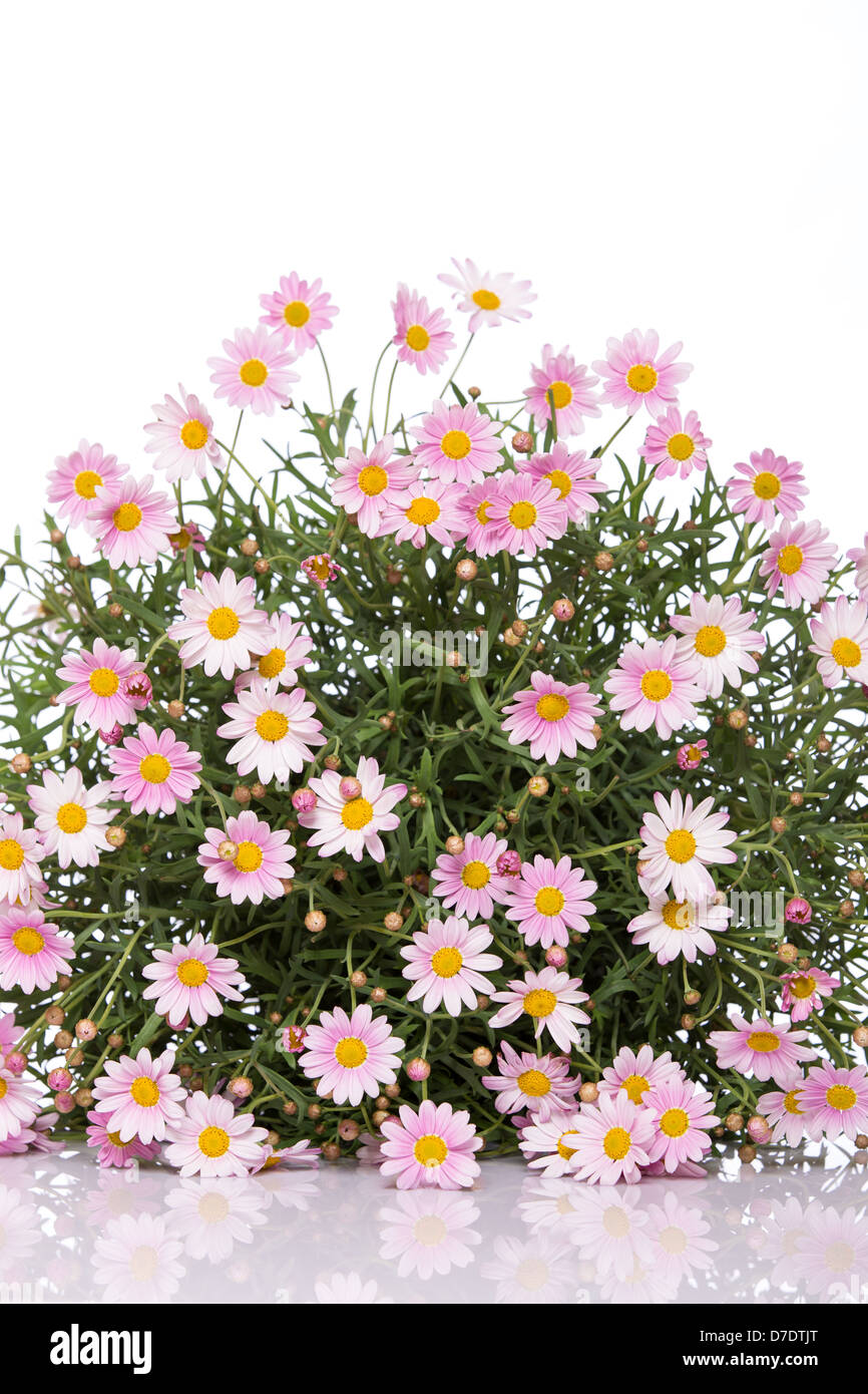 Delicate daisy flower bouquet on white background Stock Photo