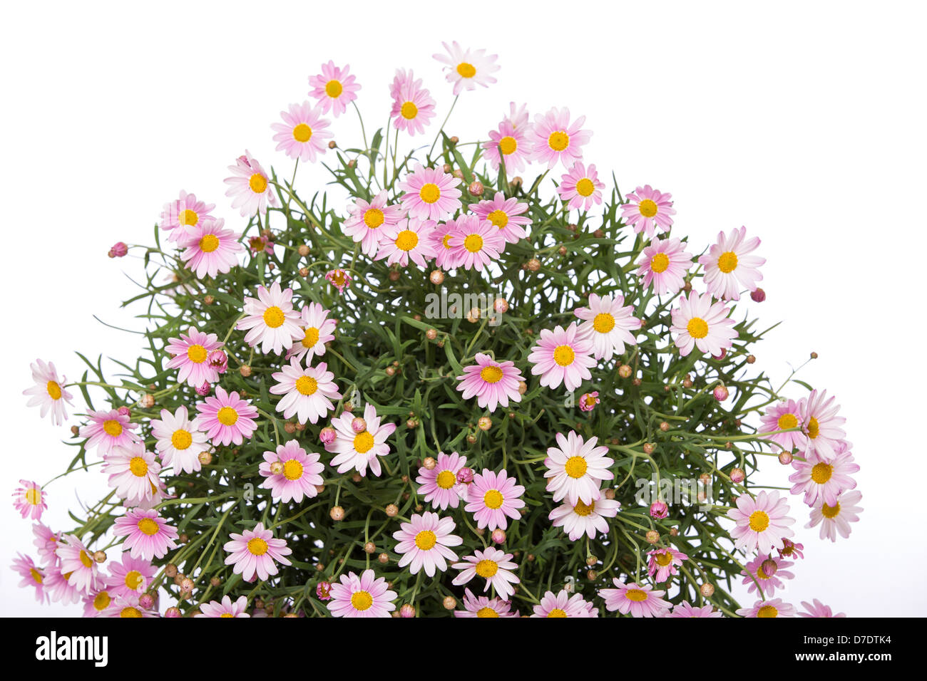 Delicate daisy flower bouquet on white background Stock Photo