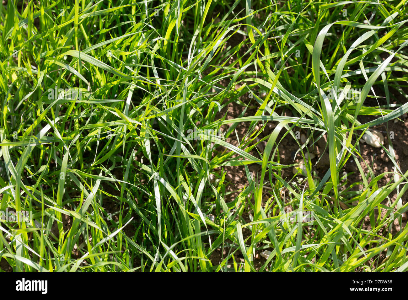 Italian Rye-Grass Picture Tim Scrivener 07850 303986 tim@agriphoto.com É.covering agriculture in the UKÉ. Stock Photo