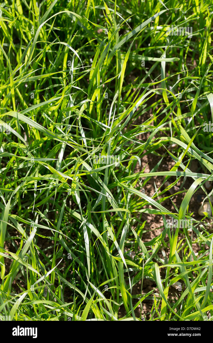 Italian Rye-Grass Picture Tim Scrivener 07850 303986 tim@agriphoto.com É.covering agriculture in the UKÉ. Stock Photo