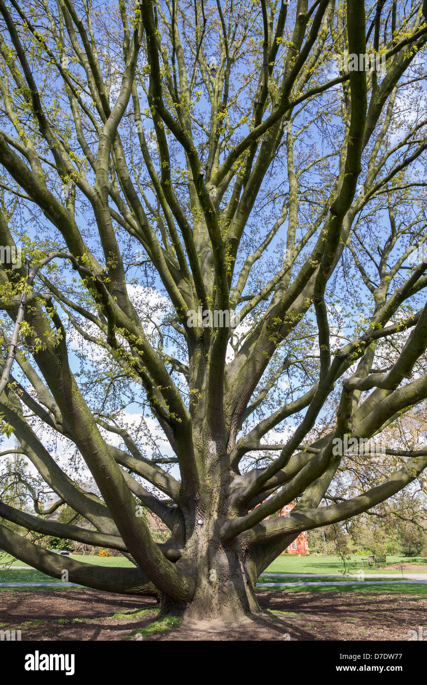 Chestnut-leaved oak (Quercus Castaneifolia) Stock Photo
