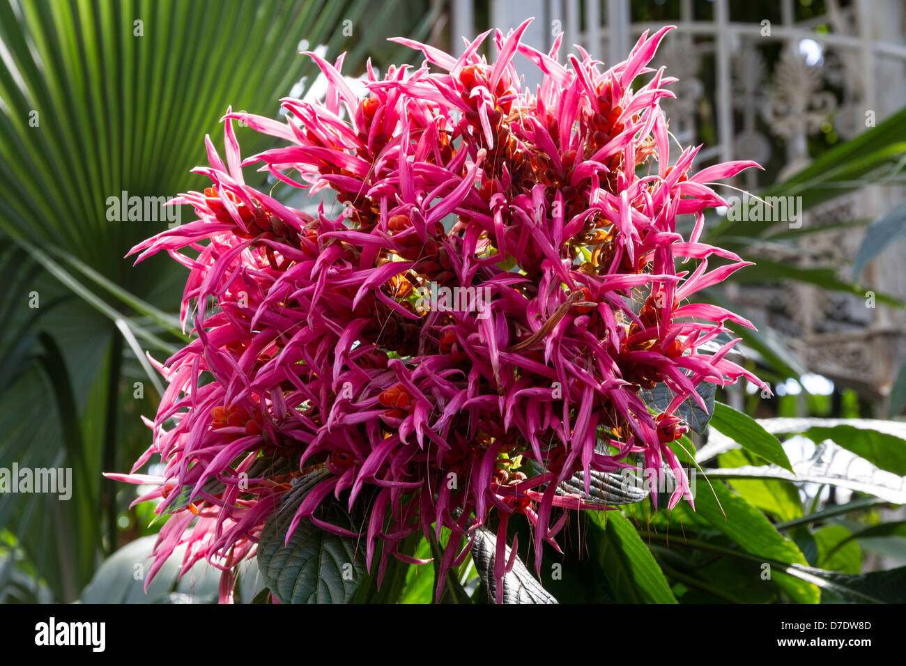 Coral Aphelandra plant Stock Photo