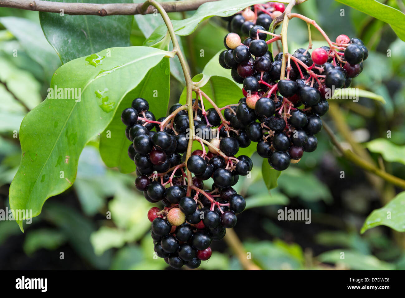 Ardisia Compressa berries Stock Photo
