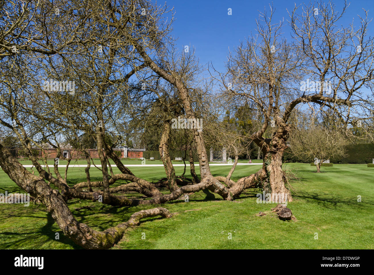 Old Black Mulberry tree (Morus Nigra Stock Photo Alamy
