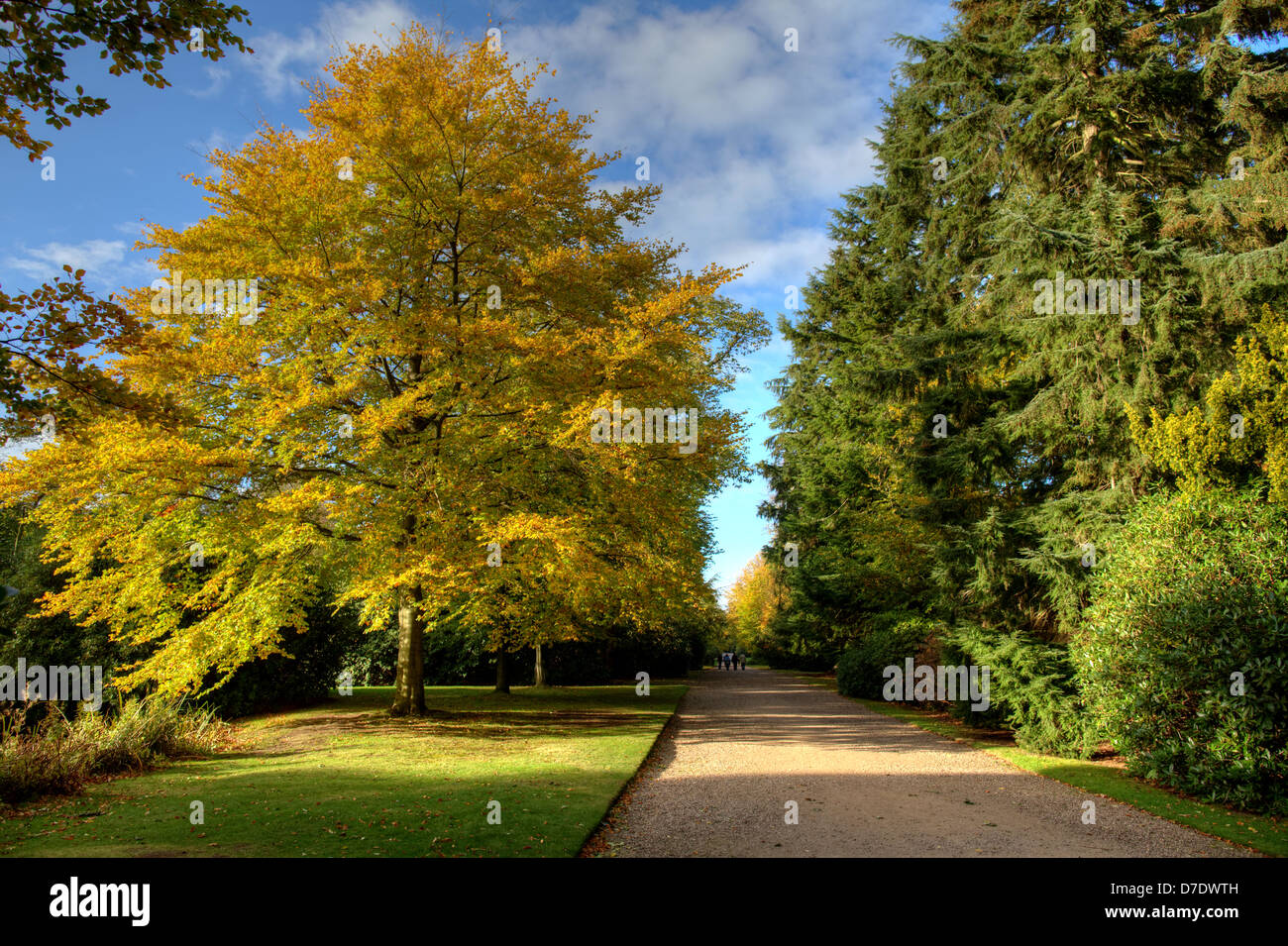 Forest elm trees in fall hires stock photography and images Alamy