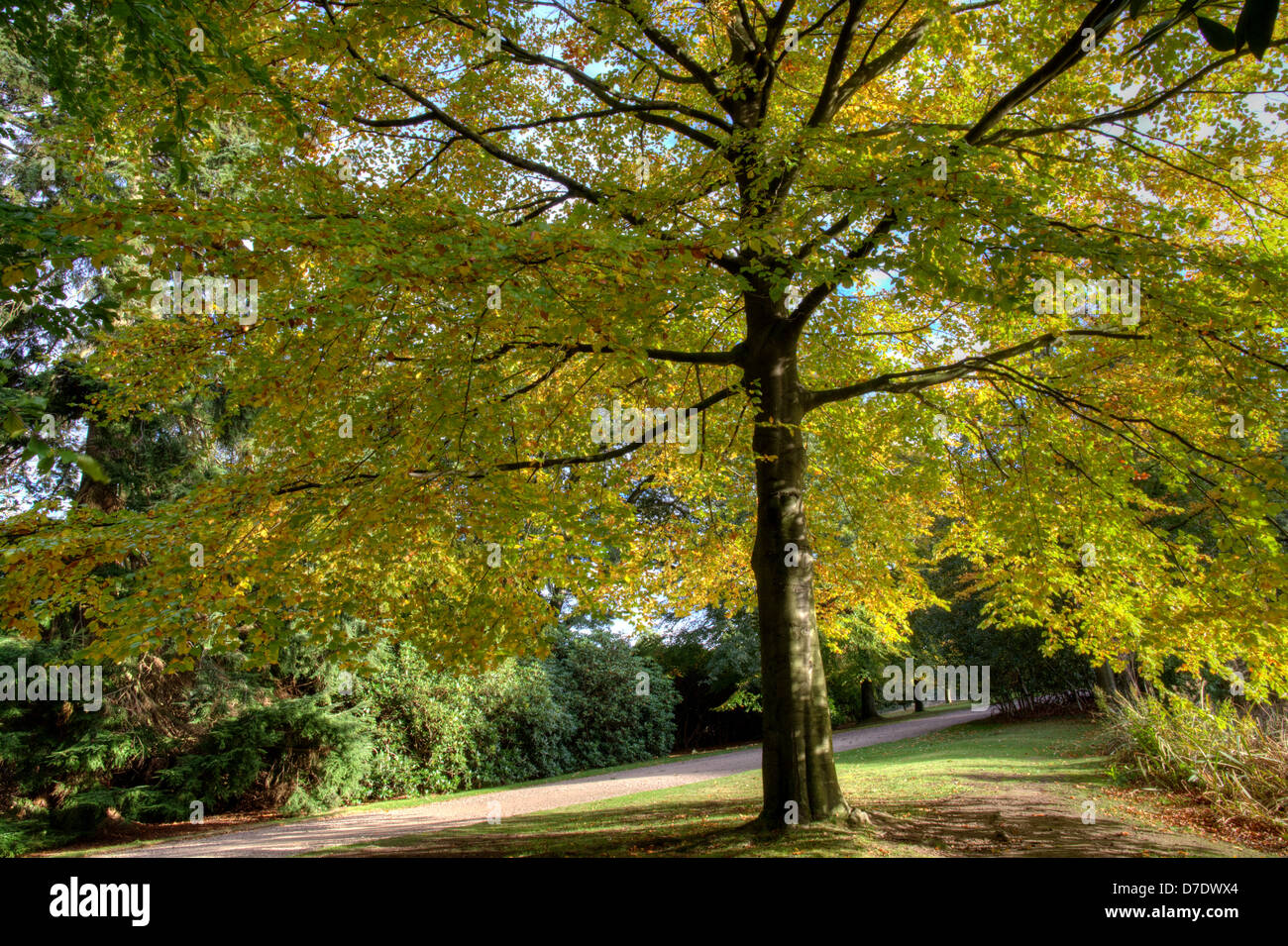 Large golden leaf elm tree in a park. Stock Photo