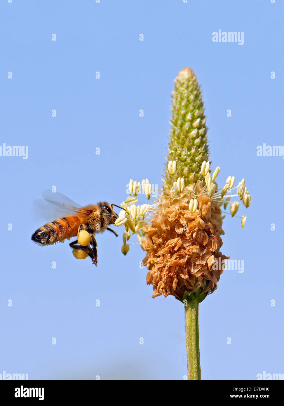 Honey bee, Pollinating and collect pollen Stock Photo Alamy