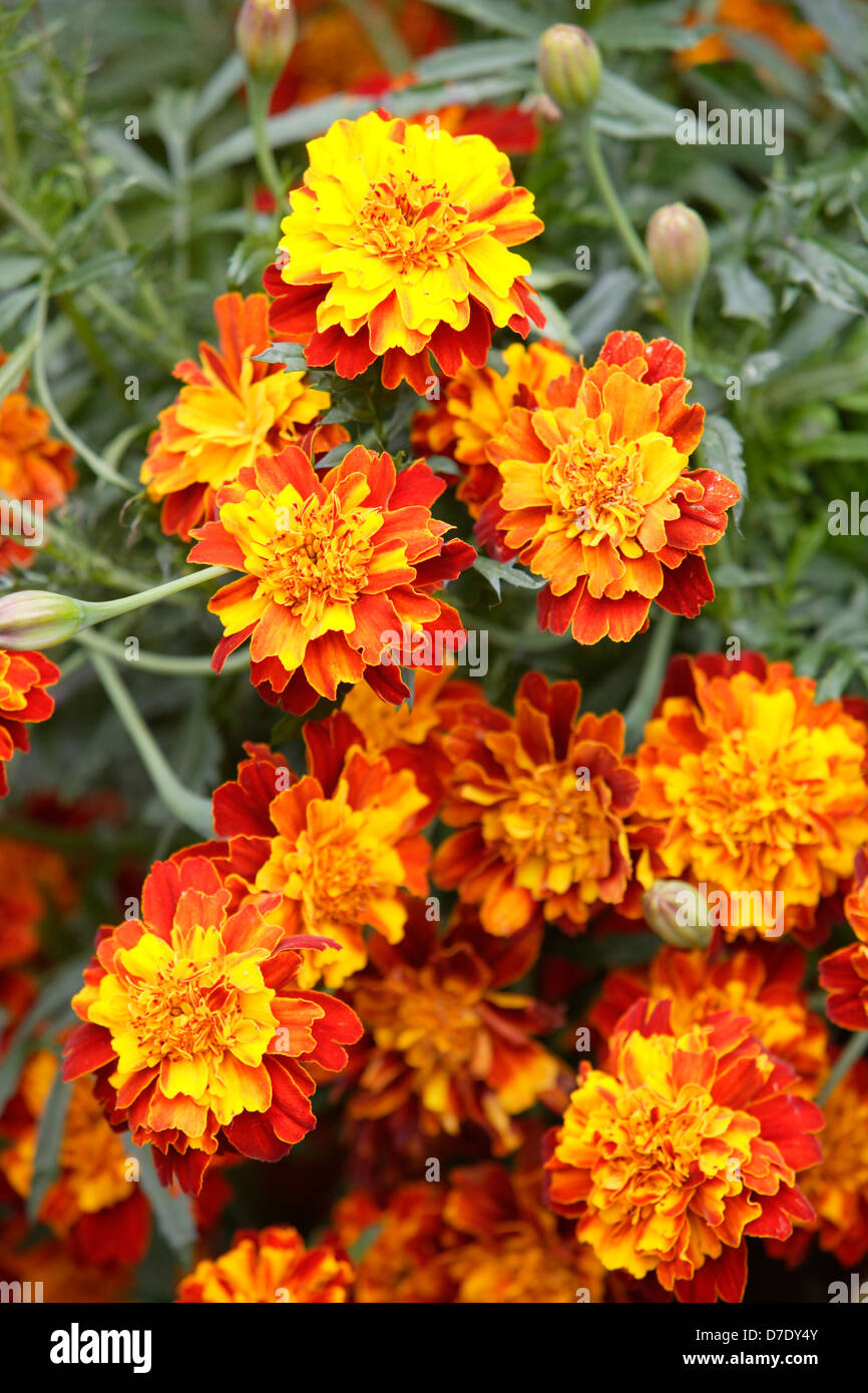 French marigold (Tagetes patula) Stock Photo