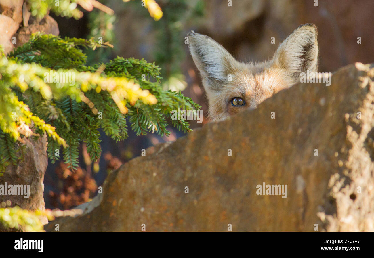 Peek a boo fox. A wild red fox portrait in the morning. Stock Photo