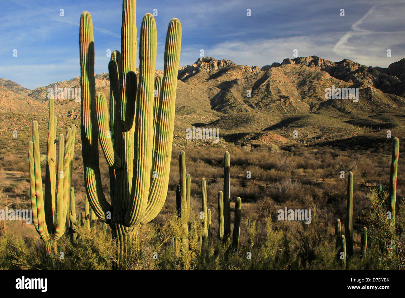 Saguaro cacti in Catalina State Park, Arizona, USA Stock Photo