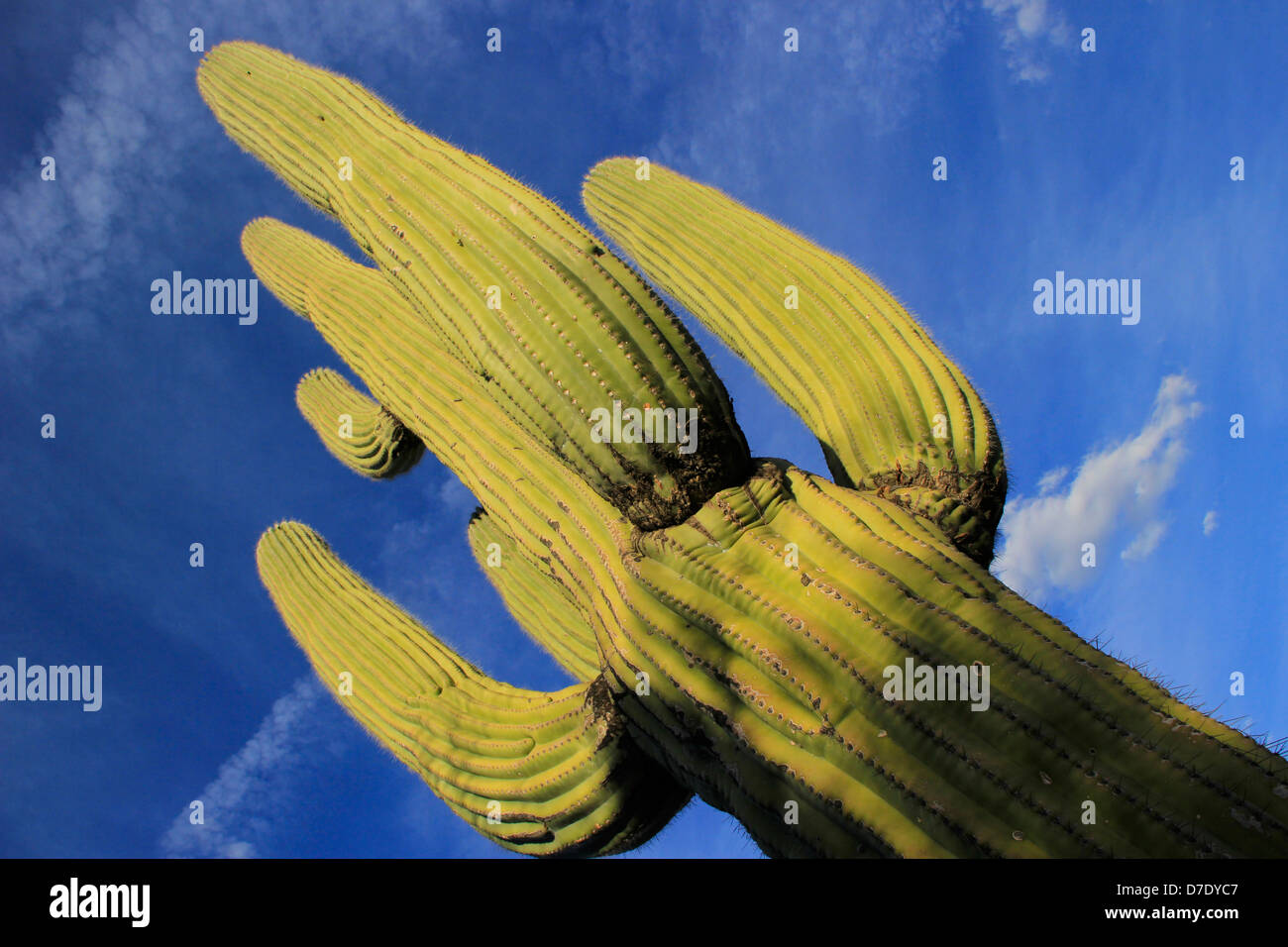 Saguaro cactus, Catalina State Park, Arizona, USA Stock Photo