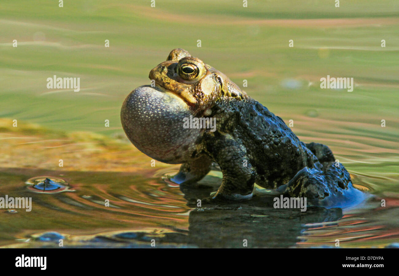 Male Eastern American toad (Bufo americanus a.) singing in spring Stock Photo
