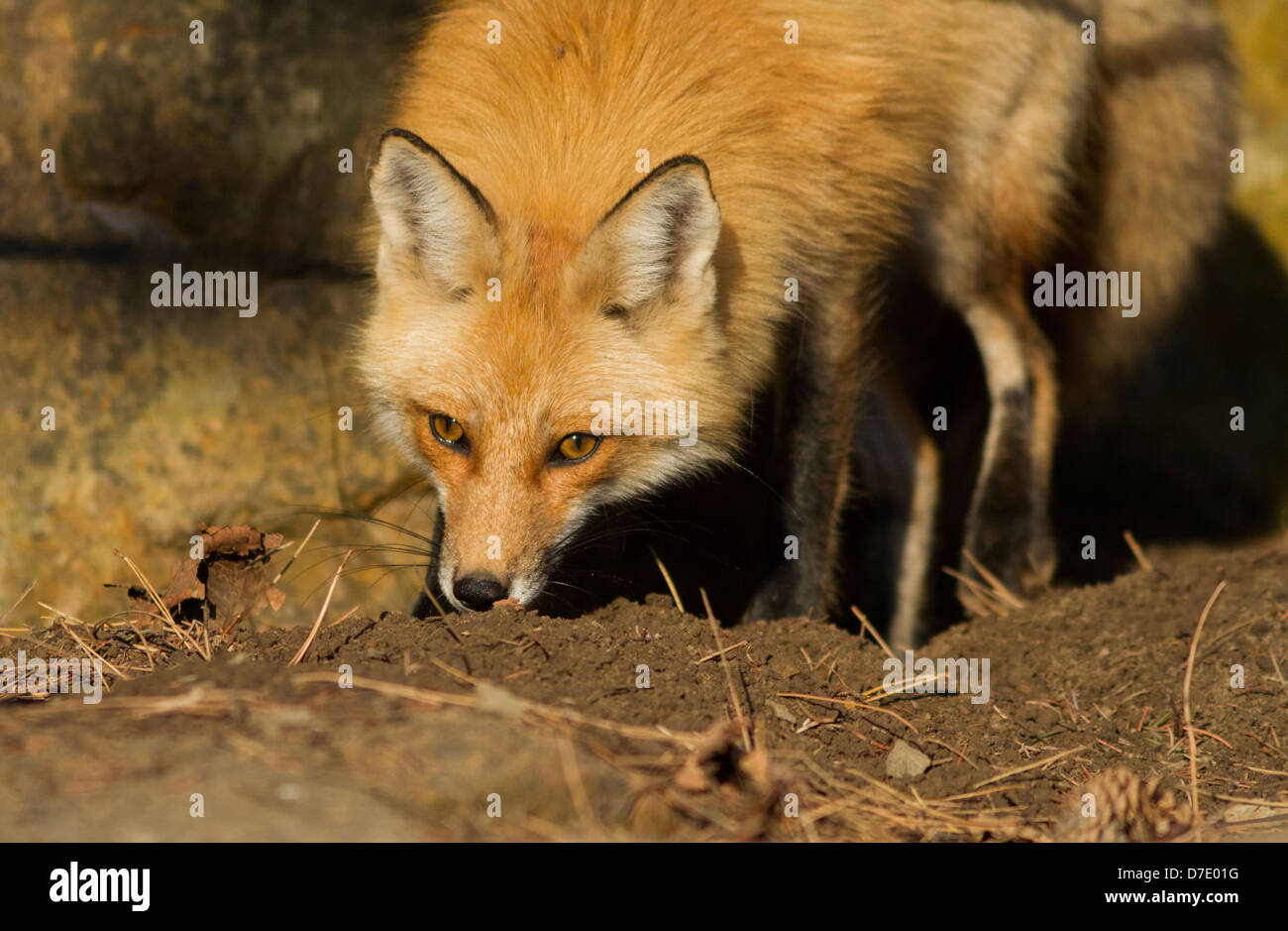 A wild red fox hunting mice in the morning Stock Photo Alamy