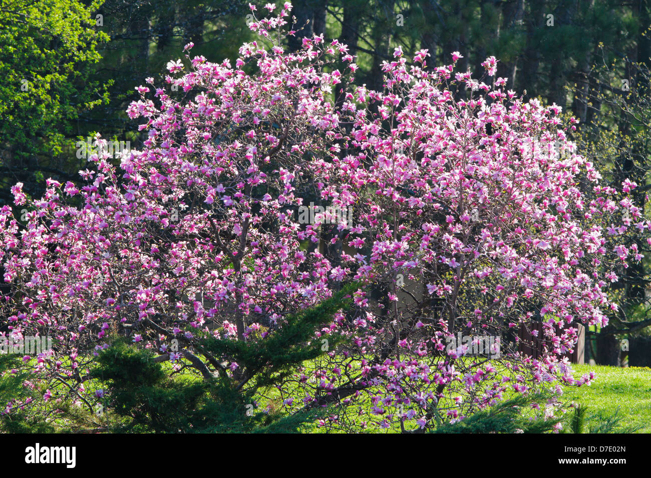 Magnolia tree in spring hi-res stock photography and images - Alamy