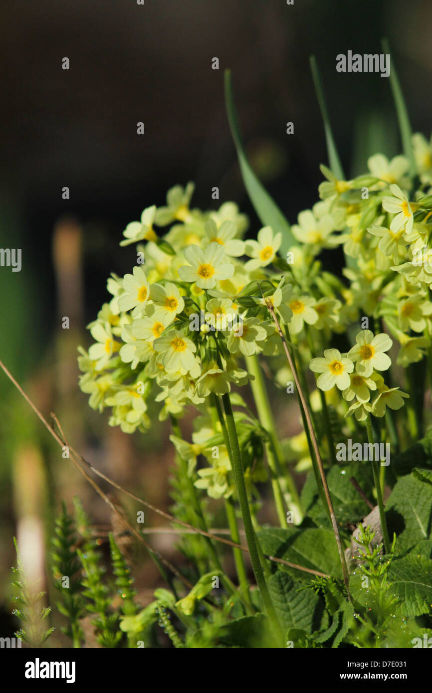 Yellow spring flowers and green leaves of culverkeys or paige (Primula Veris) Stock Photo
