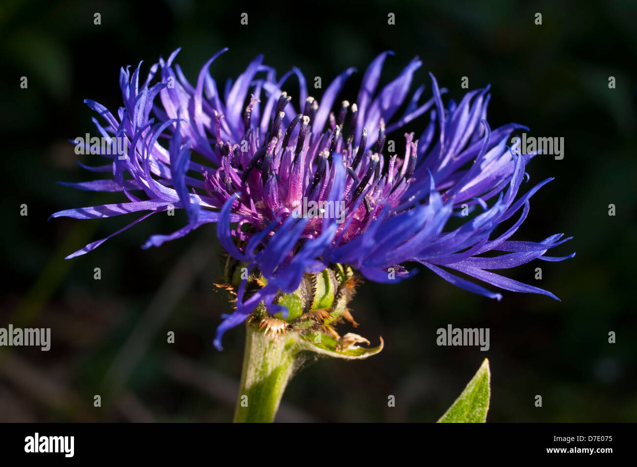 Cornflower centaurea cyanus Stock Photo Alamy
