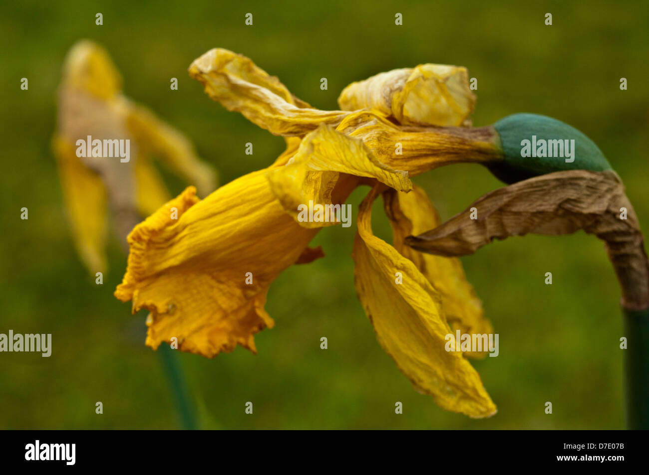 Dead Daffodil flower Stock Photo Alamy