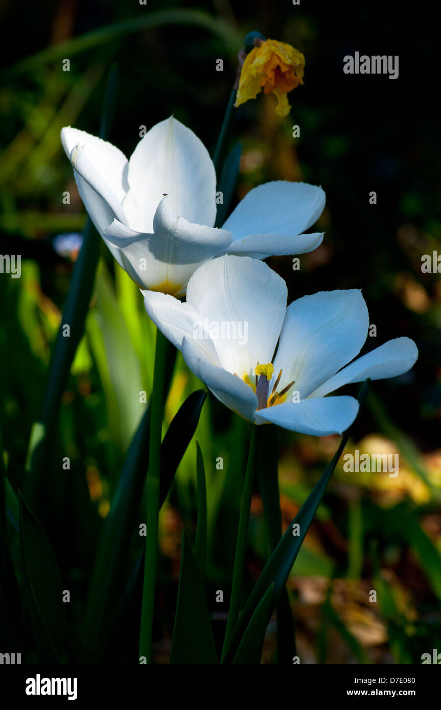 Dead tulip hires stock photography and images Alamy