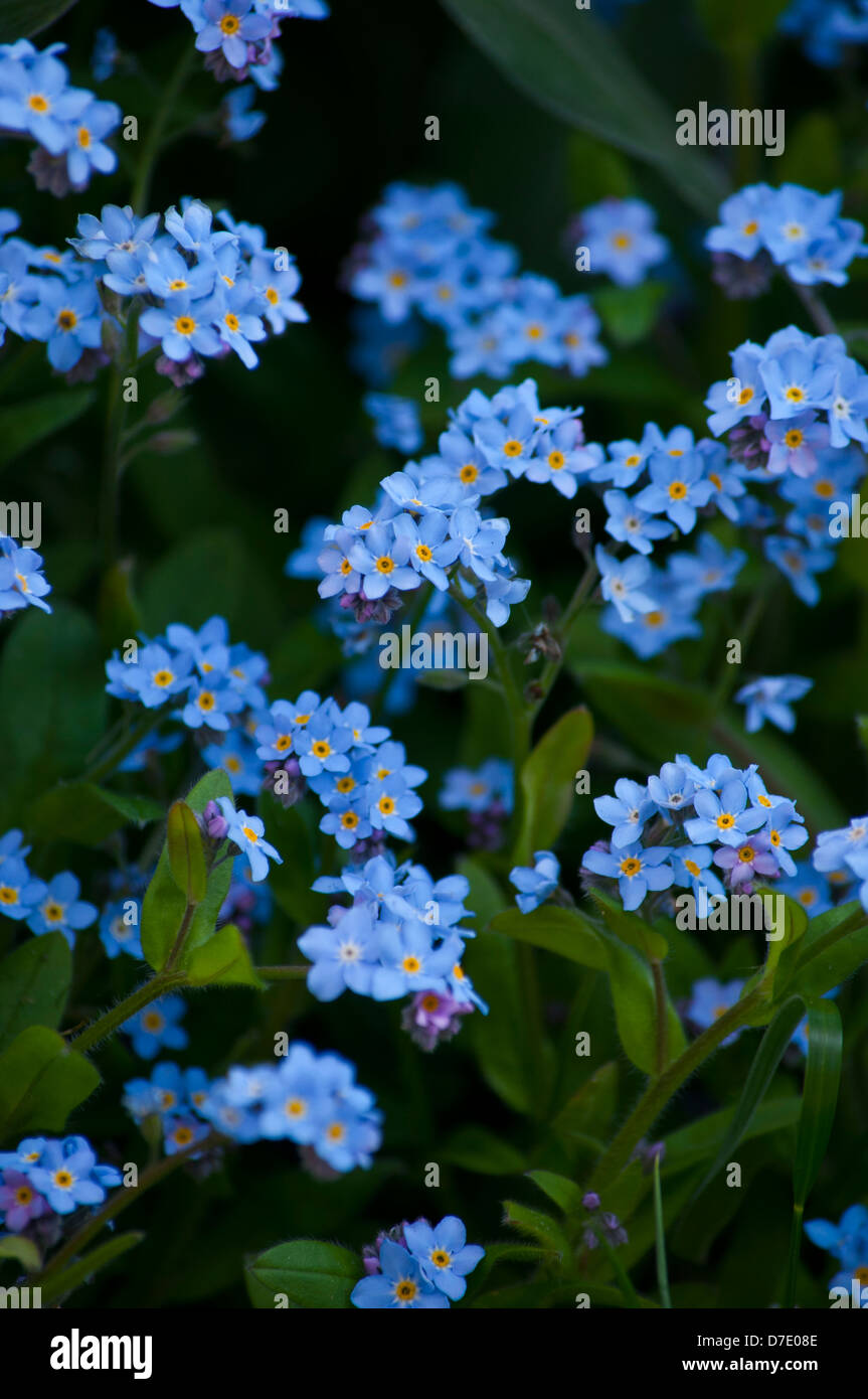 Forget me not myosotis sylvatica Stock Photo