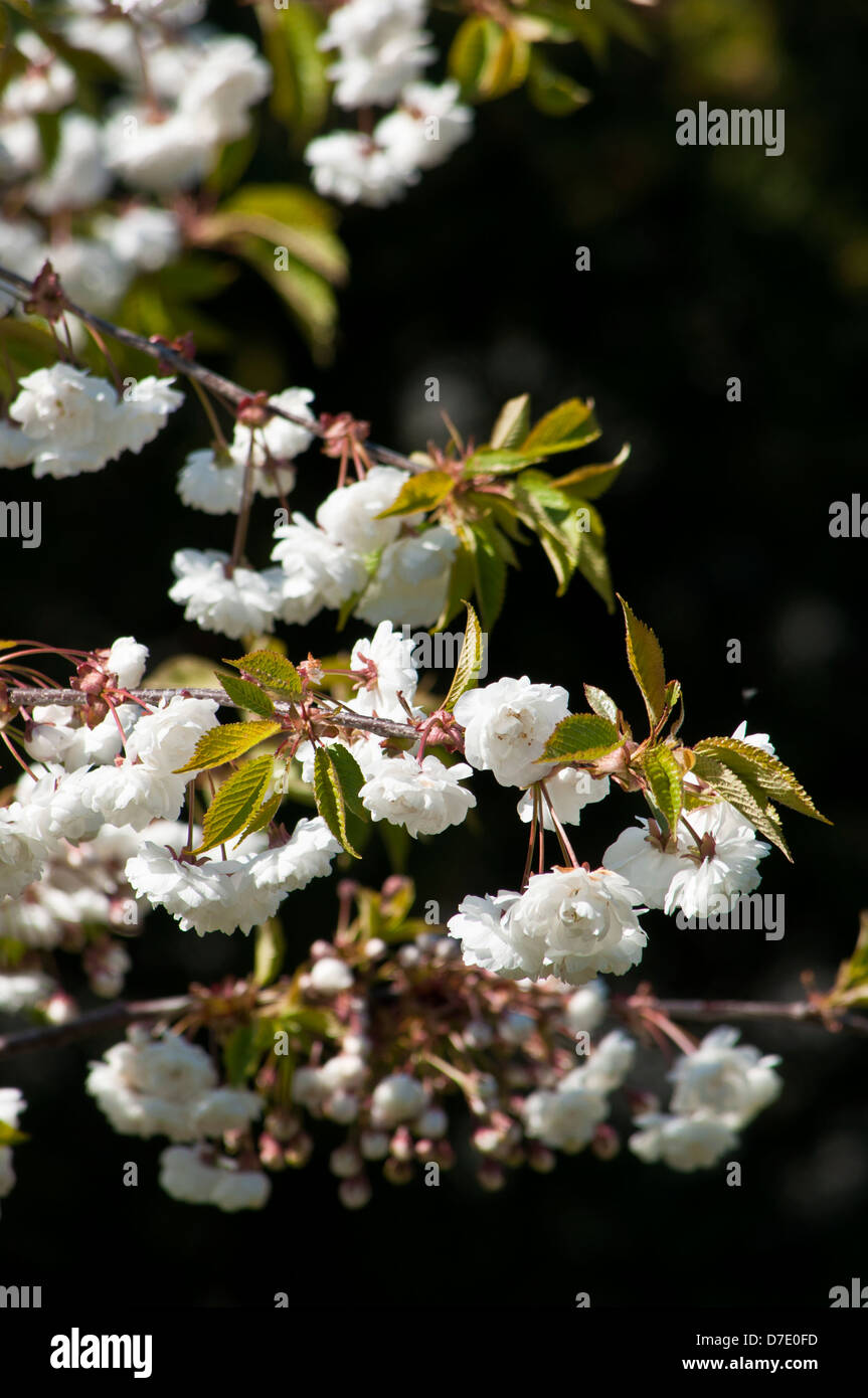 White cherry blossom Stock Photo Alamy