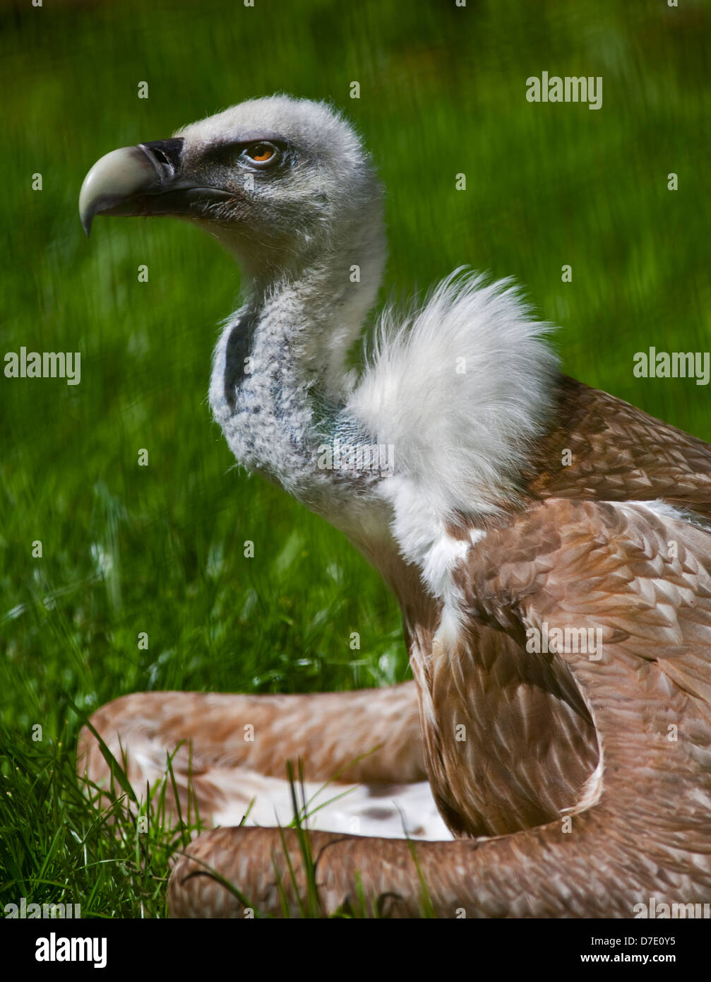 White headed griffon vulture hi-res stock photography and images - Alamy