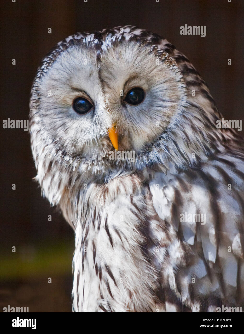 Ural Owl (strix uralensis) Stock Photo