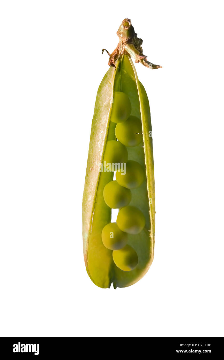 Green pea pod showing their beans inside Stock Photo Alamy