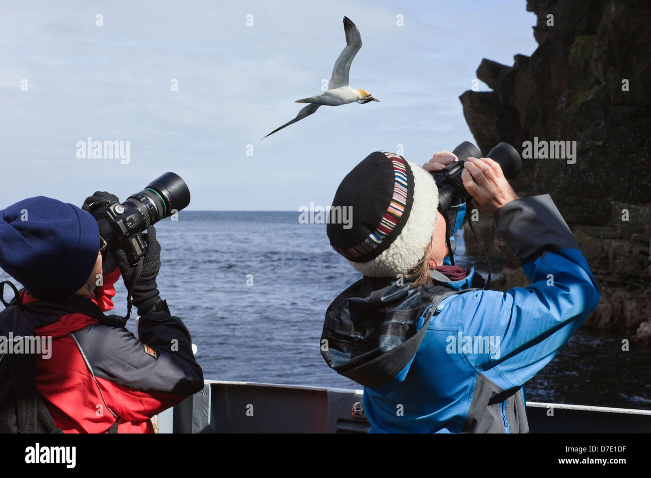 Two women birdwatching on a boat trip to see Gannets nesting on seacliffs with a Gannet flying overhead in May. Noss Shetland Islands Scotland UK Stock Photo
