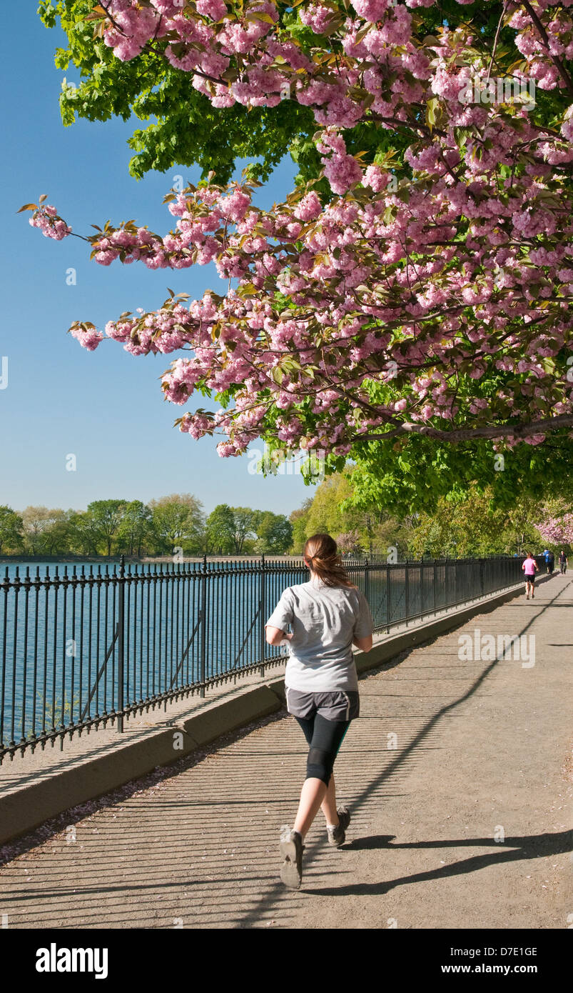 Running under the cherry blossoms at the Reservoir in Central Park, New