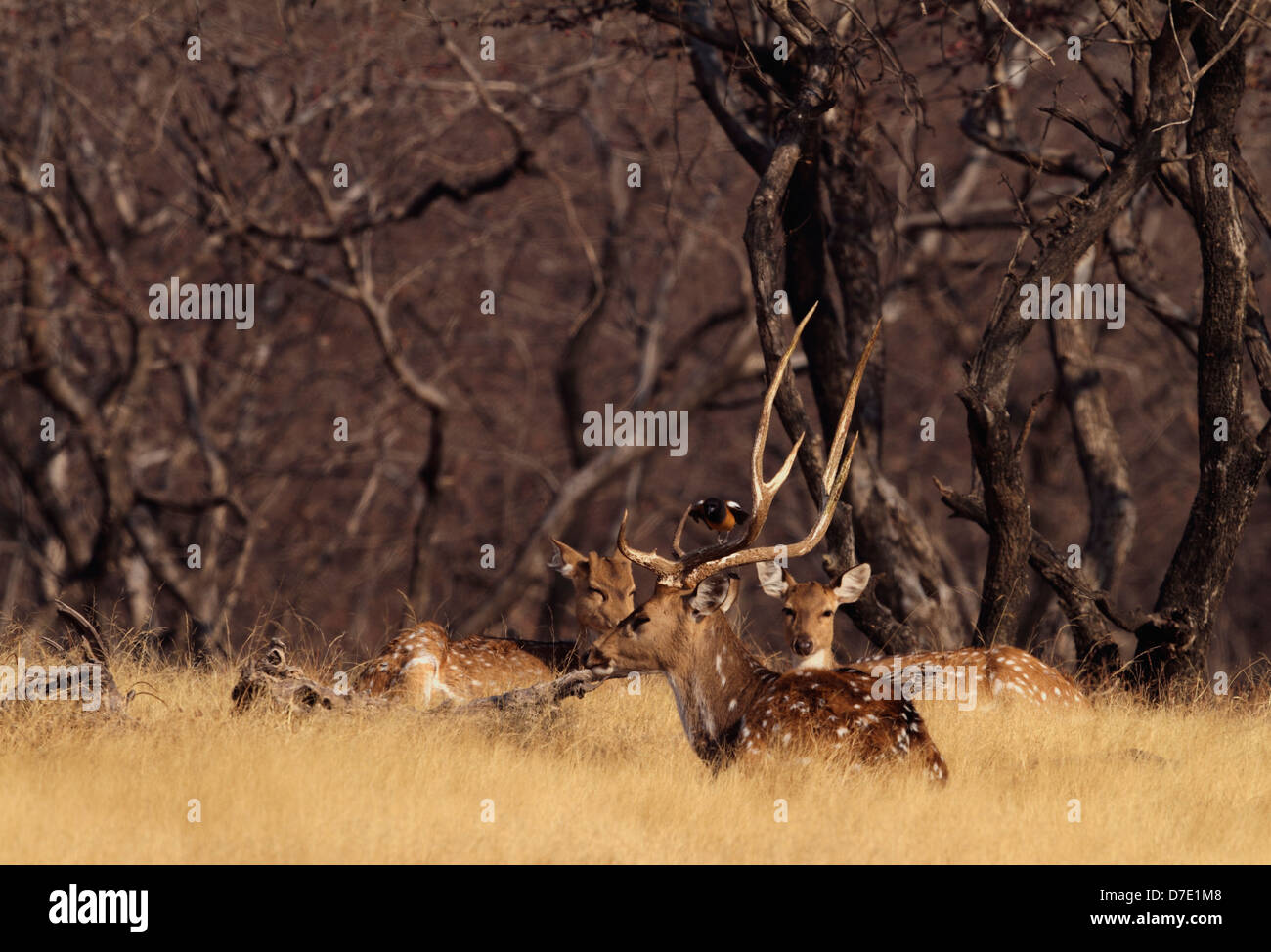 A Spotted Deer Herd in Anogeissus pendula forest Stock Photo