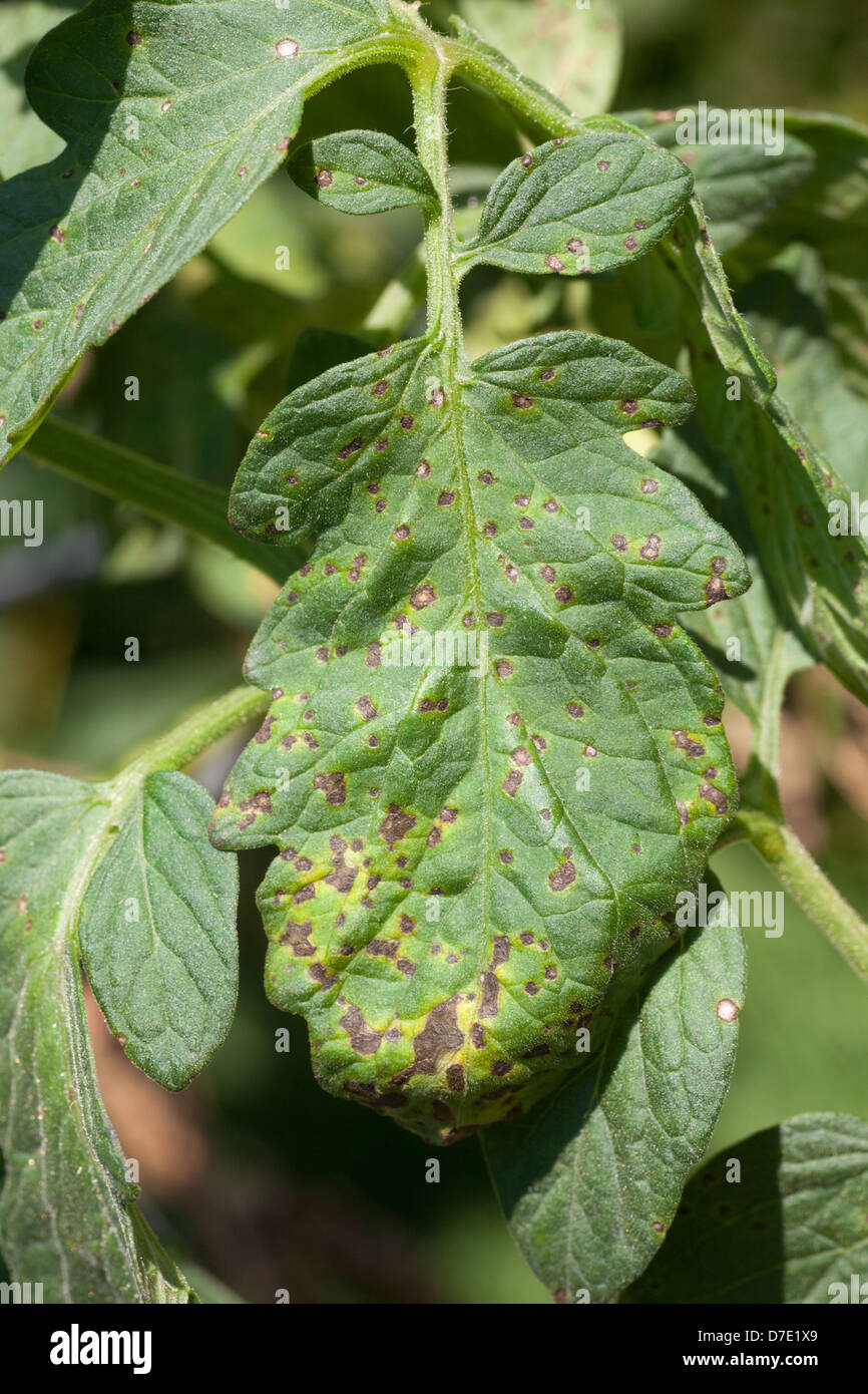 Tomato Disease, Septoria Leaf Spot Stock Photo