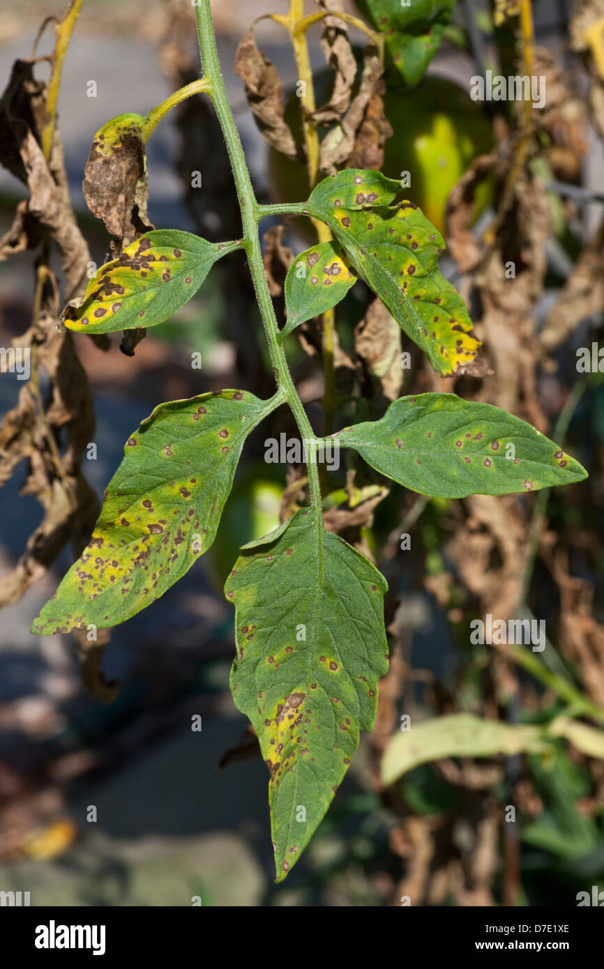 Tomato Disease, Septoria Leaf Spot Stock Photo