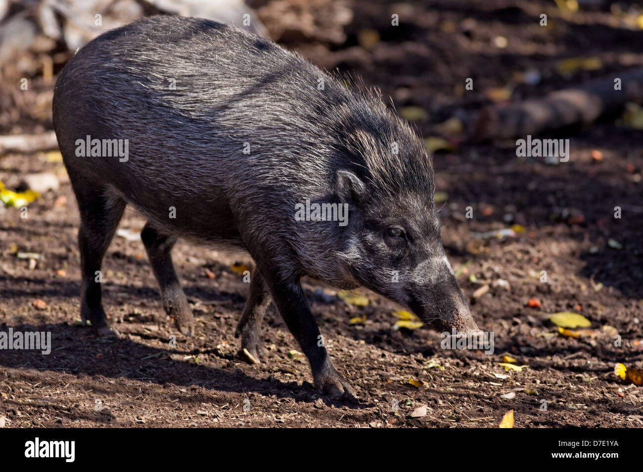Visayan Warty Pig - Sus cebifrons Stock Photo