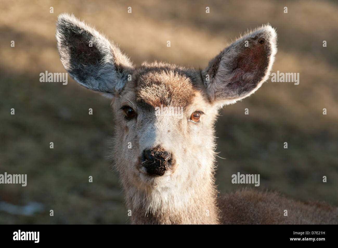 Mule Deer Doe--Up Close and Personal Stock Photo