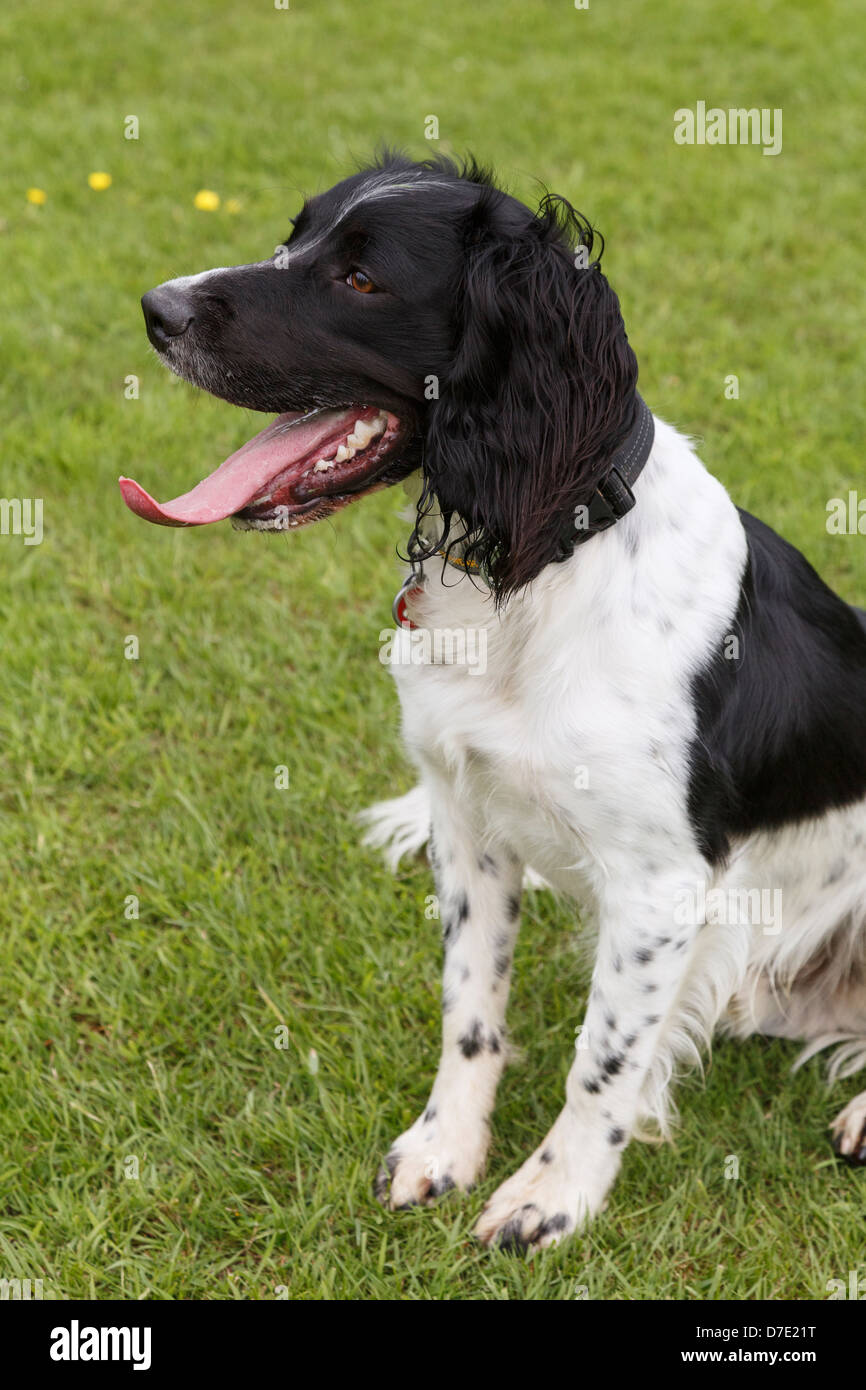A tired black and white English Springer Spaniel dog sitting on grass  panting with a pink tongue hanging out of its open mouth Stock Photo - Alamy